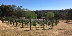 Sierra Foothills wine growers anticipate a 'normal' harvest in 2018.