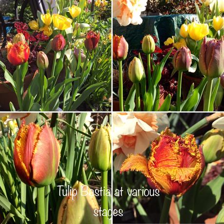 Learning with Experts – Bulbs for Pots and Borders (1)