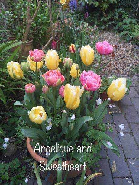 Learning with Experts – Bulbs for Pots and Borders (1)