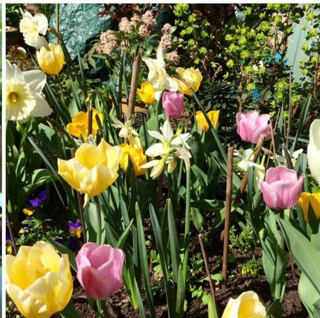 Learning with Experts – Bulbs for Pots and Borders (1)