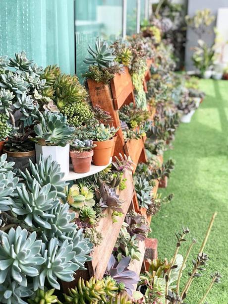 Jessy's Succulent Gardening Experience