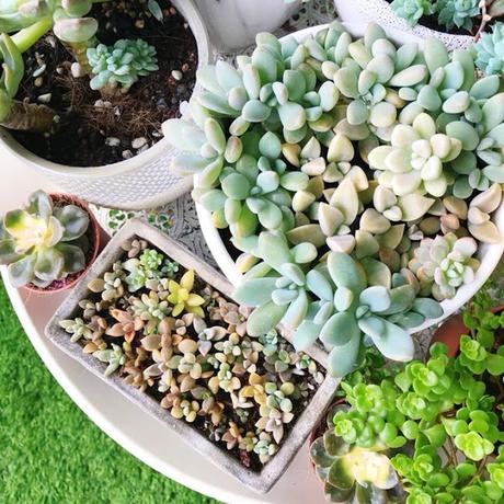 Jessy's Succulent Gardening Experience