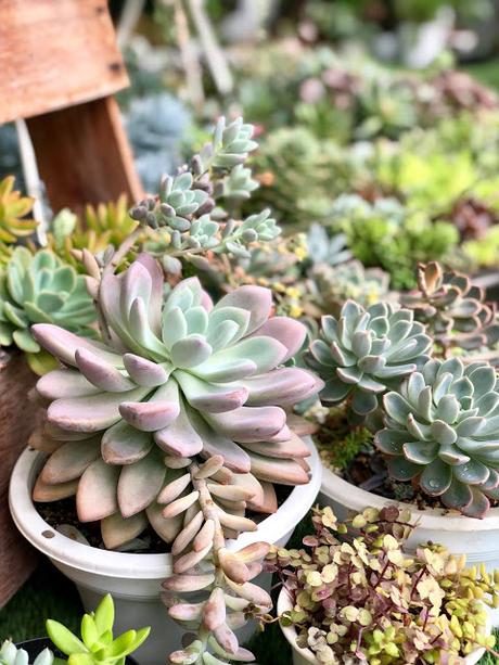 Jessy's Succulent Gardening Experience