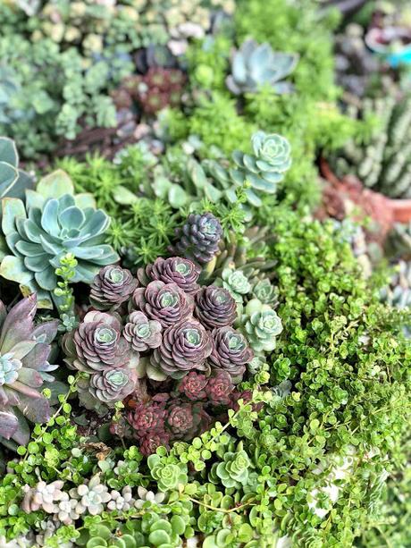 Jessy's Succulent Gardening Experience
