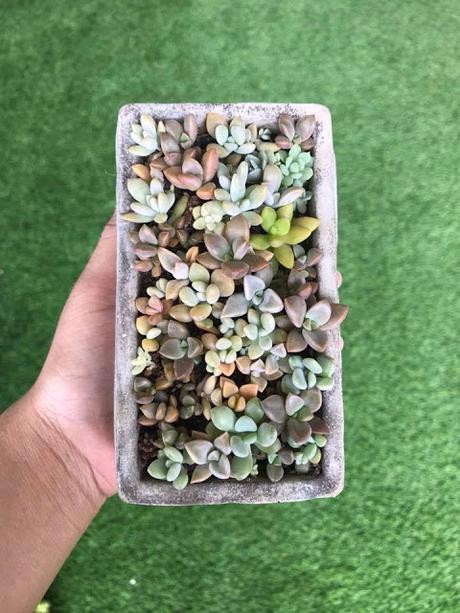 Jessy's Succulent Gardening Experience