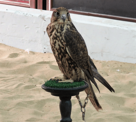 Falcons, Falconry and Falcon souq – a unique experience in Doha, Qatar