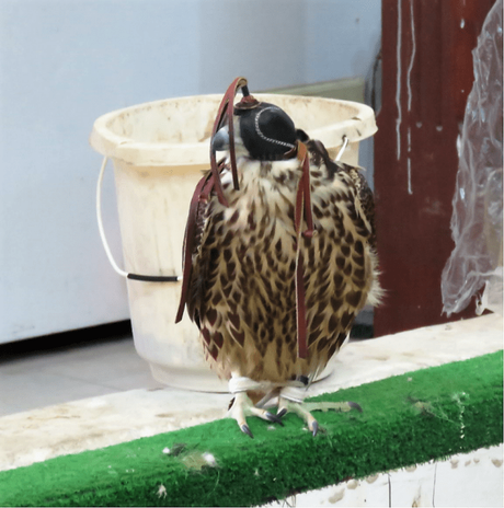 Falcons, Falconry and Falcon souq – a unique experience in Doha, Qatar