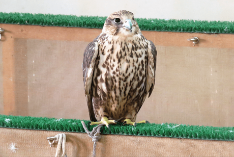 Falcons, Falconry and Falcon souq – a unique experience in Doha, Qatar