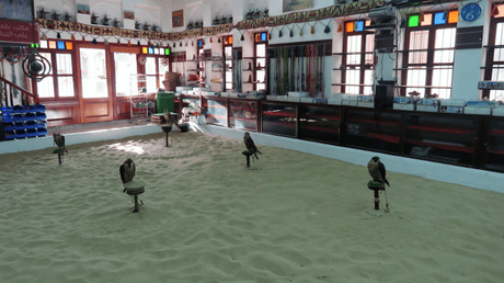 Falcons, Falconry and Falcon souq – a unique experience in Doha, Qatar