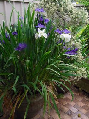 The blue and white Louisiana iris show