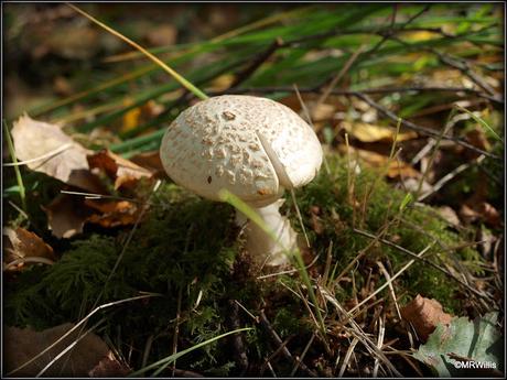 Fungi hunting