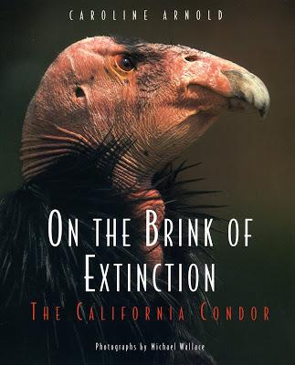 California Condor Release at Vermilion Cliffs in Arizona