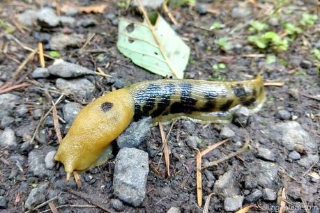 banana slug on the ground