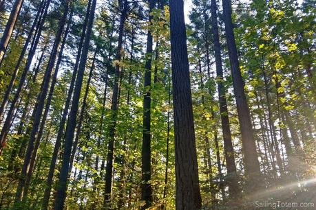 tall trees and low sunlight
