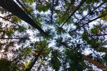 looking up at magnificent trees
