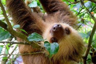 Image: Costa Rica Sloth, by Minke Wink on Pixabay