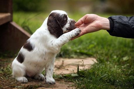 The Ultimate Guide to Owning a New Puppy | 16 Important Things