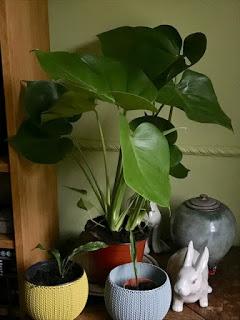 The Monstera deliciosa and the private rain cloud