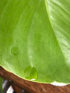 The Monstera deliciosa and the private rain cloud