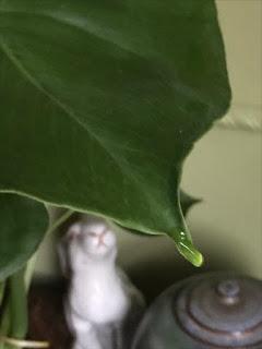 The Monstera deliciosa and the private rain cloud