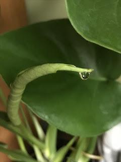 The Monstera deliciosa and the private rain cloud