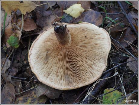 Spotlight on the Cep mushroom