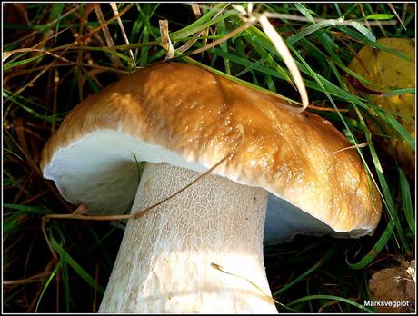 Spotlight on the Cep mushroom