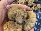 Enjoy Precious White Truffle Delicacies Paper Moon This Fall