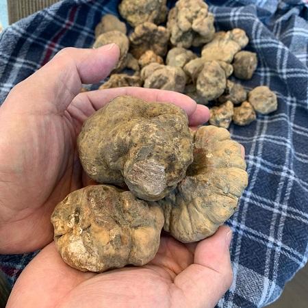 Enjoy Precious White Truffle Delicacies at Paper Moon this Fall