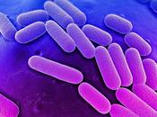 Herbal Remedies Klebsiella Species Bacteria