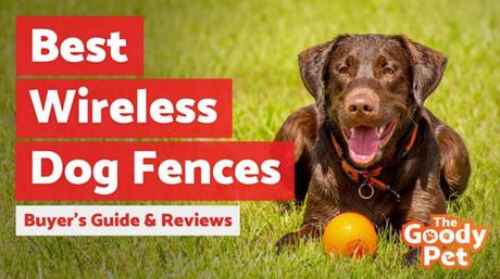 Can a Wireless Dog Fence Keep Your Dog Safe?