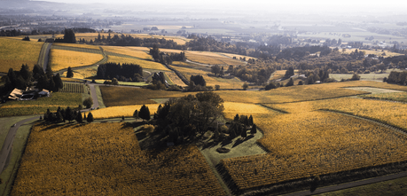 The Family Coppola Acquires Vista Hills Vineyard in Oregon's Dundee Hills. Image courtesy Vista Hill Vineyard.