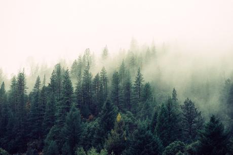 Build resilience like a forest