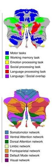 Is It Time To Visit A Neuropyscologist?