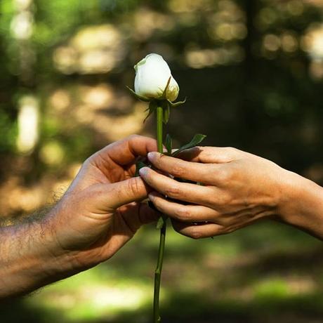 New photo: White Rose Nouvelle photo: La Rose Blanche www.benheine.com #rise #rose #flower #fleur #hands #live #love #couple #passion #together #petals #forest #foret #photoediting #photographie #photography
