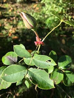 Irritating Plant of the Month  October 2018 - a return visit