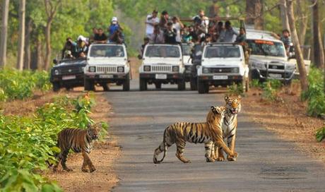 madumalai-wildlife-sanactury