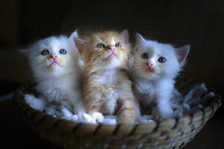 Image: Three Cute Kittens, by Quang Nguyen vinh on Pixabay