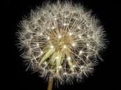 Dandelion Clocks