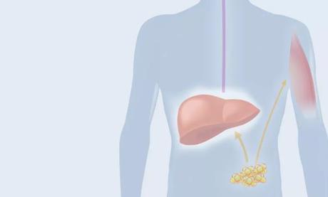 How Keto Shakes Can Help You To Stay In Ketosis