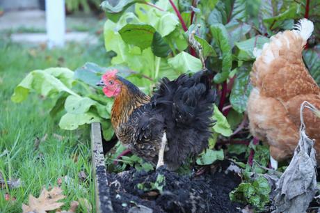 Back In The Allotment Saddle