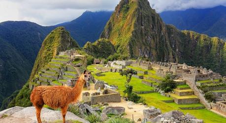 Llama standing at Machu Picchu overlook in Peru South America