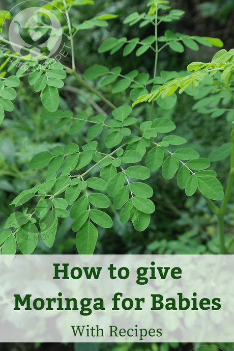 Drumstick or Moringa leaves are known for their health benefits. Find out all about how to give moringa leaves to babies, along with recipes to try.