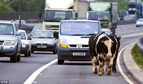stray animals .... cows  .. n.. hippos on the road !!!