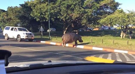 stray animals .... cows  .. n.. hippos on the road !!!