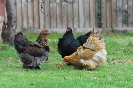 Sowing in the Wind