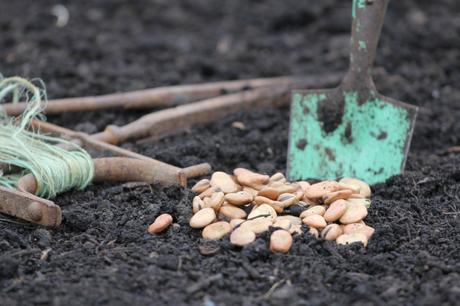 Sowing in the Wind