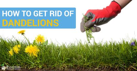 How To Get Rid Of Dandelions From Your Lawn