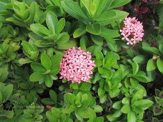 Happy Blooms