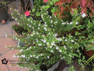 Happy Blooms